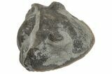 Wide, Enrolled Isotelus Trilobite - Mt Orab, Ohio #225017-1